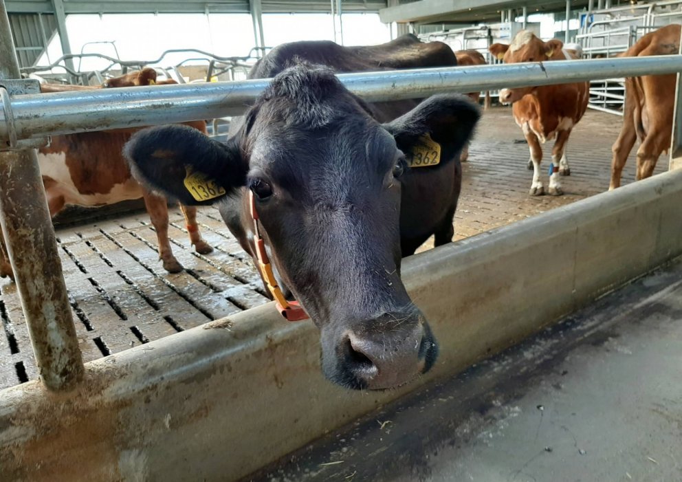 Opið fjós í Gunnbjarnarholti - 14. júní 2019