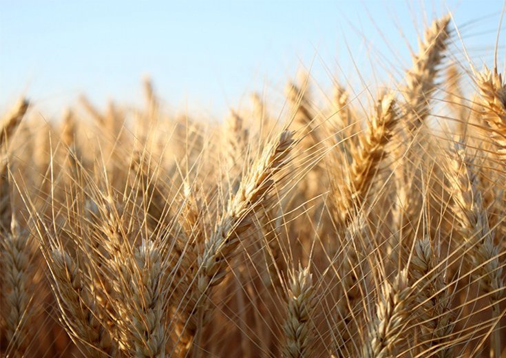 Sáðvörulistinn 2021