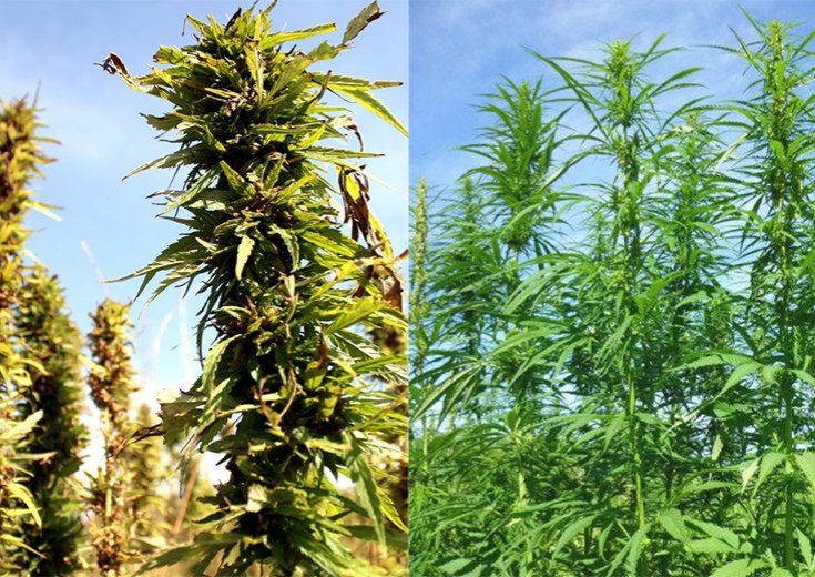 Hampfræ - Pantaðu núna!