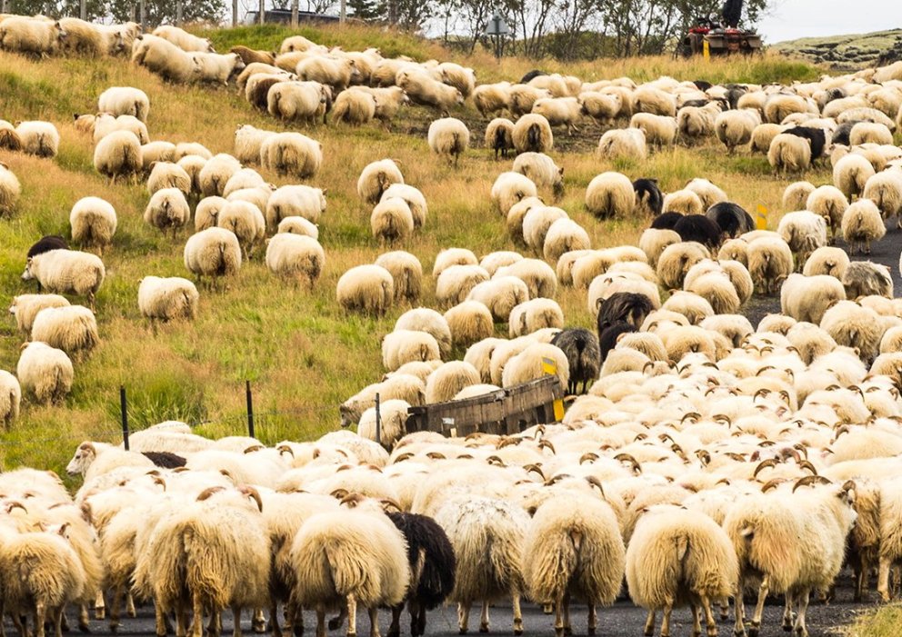 Opið til 15 föstudaginn 8. september