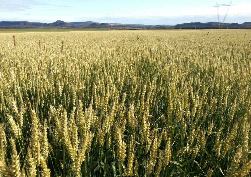 Landstólpi lækkar kjarnfóðurverð um allt að 4%