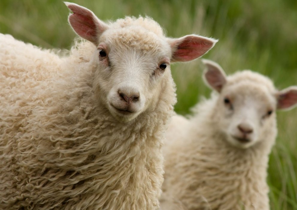 ALLT TIL ALLS FYRIR SAUÐBURÐINN