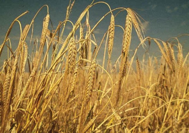 Sáðvörulistinn 2015