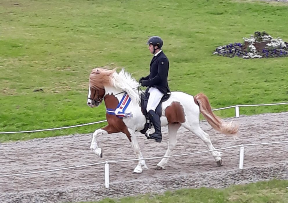 Landstólpa - gæðingur