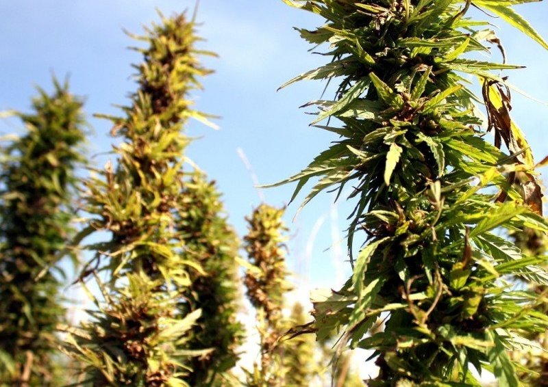 Landstólpi flytur inn hampfræ