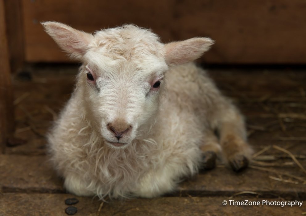 Sauðburðarvakt - Sólarhringsvakt hjá Landstólpa Egilsstöðum