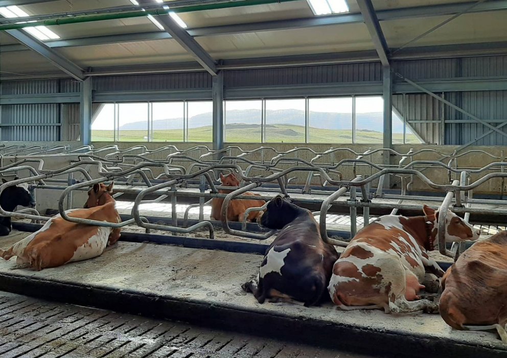 Fóðrun og heilbrigði kúa - Gunnbjarnarholti - 4. apríl!