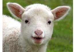 Sauðfjárbændur, Lammomel lambamjólkurduftið er komið