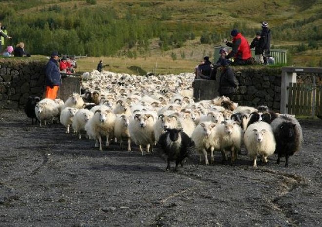 Ertu að fara á fjall? eða réttir?