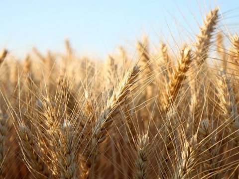 Sáðvörulistinn 2021