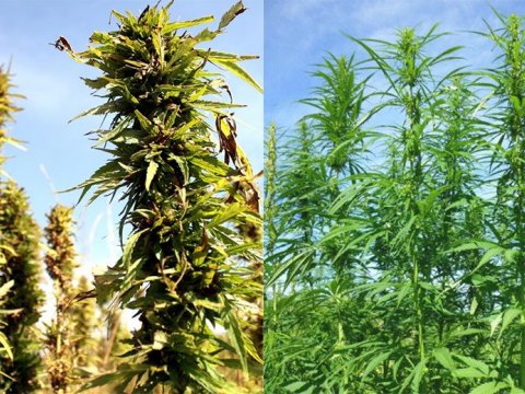 Hampfræ - Pantaðu núna!