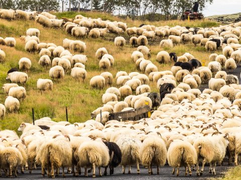 Opið til 15 föstudaginn 8. september