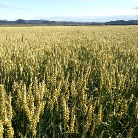 Landstólpi lækkar kjarnfóðurverð um allt að 4%