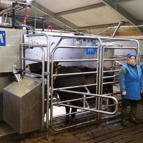 Fullwood M2erlin 1 árs á Íslandi