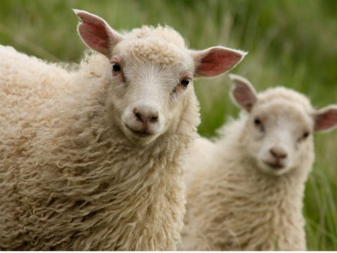 ALLT TIL ALLS FYRIR SAUÐBURÐINN