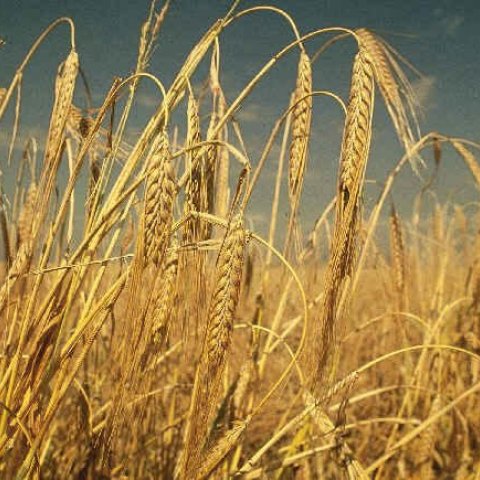 Sáðvörulistinn 2015