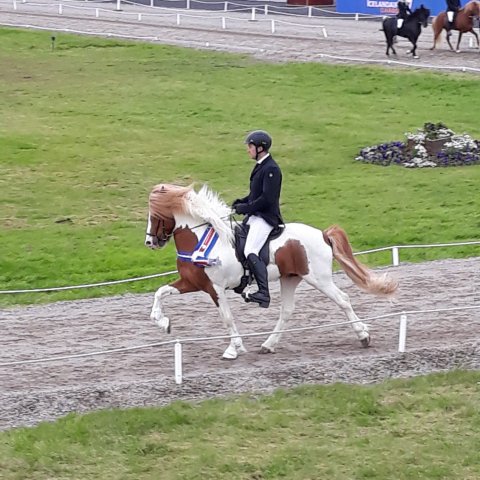 Landstólpa - gæðingur