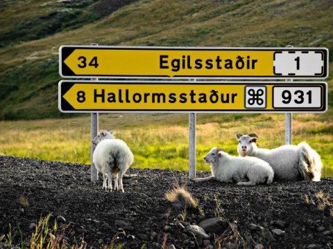 Heimkeyrsla frá Landstólpa á Egilsstöðum