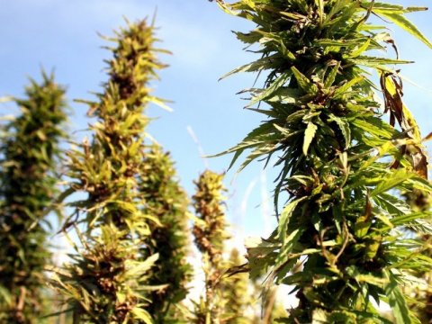 Landstólpi flytur inn hampfræ