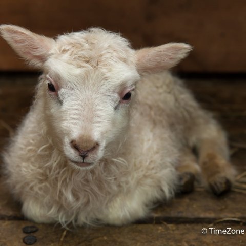 Sauðburðarvakt - Sólarhringsvakt hjá Landstólpa Egilsstöðum