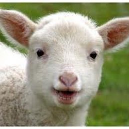 Sauðfjárbændur, Lammomel lambamjólkurduftið er komið