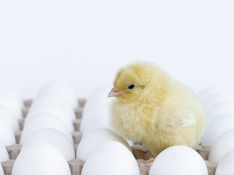 Opnunartími páskahátíðar!