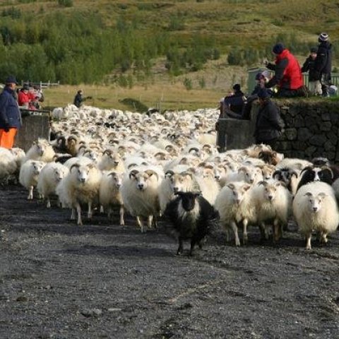Ertu að fara á fjall? eða réttir?